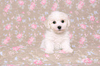 Bichon Frise Welpe