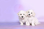 Bichon Frise Welpen