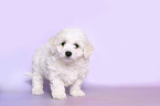 stehender Bichon Frise Welpe