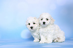 sitzende Bichon Frise Welpen