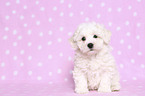 sitzender Bichon Frise Welpe