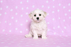 sitzender Bichon Frise Welpe