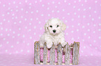 Bichon Frise Welpe in einer Kiste