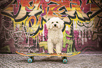 ausgewachsener Bichon Frise