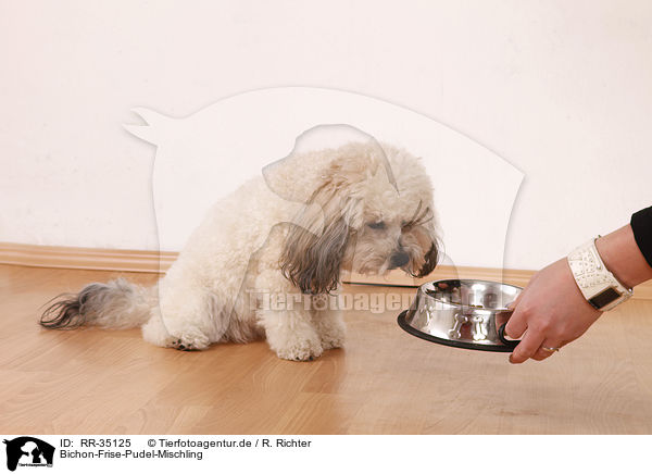 Bichon-Frise-Pudel-Mischling / RR-35125