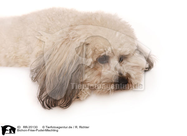 Bichon-Frise-Pudel-Mischling / Bichpoo / RR-35130