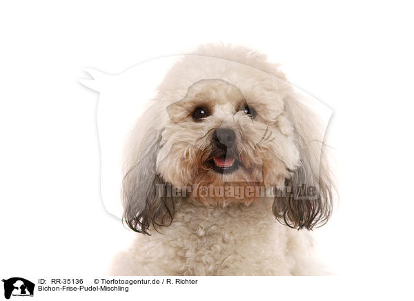 Bichon-Frise-Pudel-Mischling / Bichpoo / RR-35136