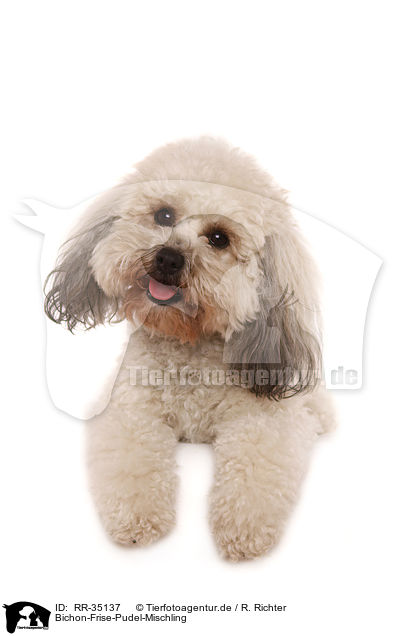 Bichon-Frise-Pudel-Mischling / Bichpoo / RR-35137