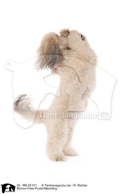 Bichon-Frise-Pudel-Mischling / RR-35151