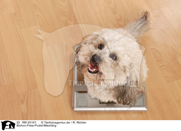 Bichon-Frise-Pudel-Mischling / Bichpoo / RR-35161