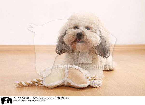 Bichon-Frise-Pudel-Mischling / Bichpoo / RR-35167