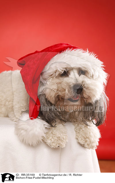 Bichon-Frise-Pudel-Mischling / RR-35169
