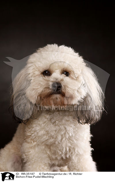 Bichon-Frise-Pudel-Mischling / Bichpoo / RR-35187