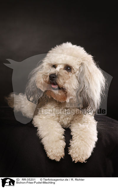 Bichon-Frise-Pudel-Mischling / Bichpoo / RR-35201
