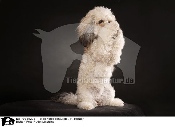 Bichon-Frise-Pudel-Mischling / Bichpoo / RR-35203