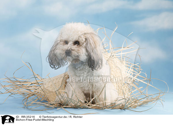 Bichon-Frise-Pudel-Mischling / Bichpoo / RR-35216