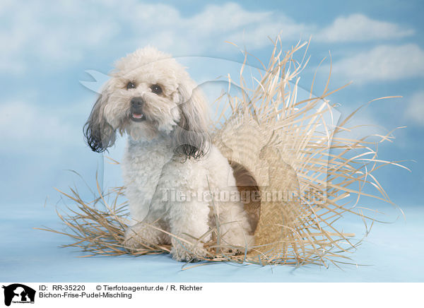 Bichon-Frise-Pudel-Mischling / RR-35220