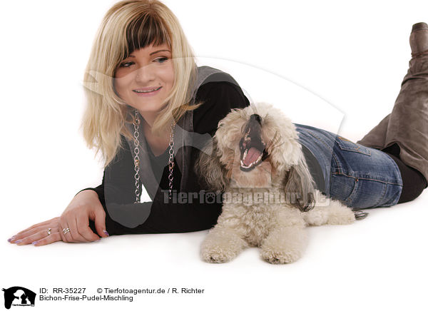 Bichon-Frise-Pudel-Mischling / RR-35227
