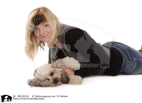 Bichon-Frise-Pudel-Mischling / Bichpoo / RR-35233