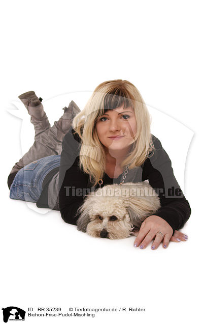 Bichon-Frise-Pudel-Mischling / RR-35239