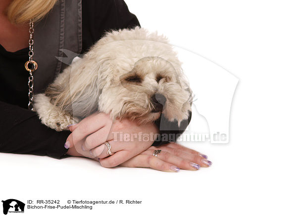 Bichon-Frise-Pudel-Mischling / Bichpoo / RR-35242