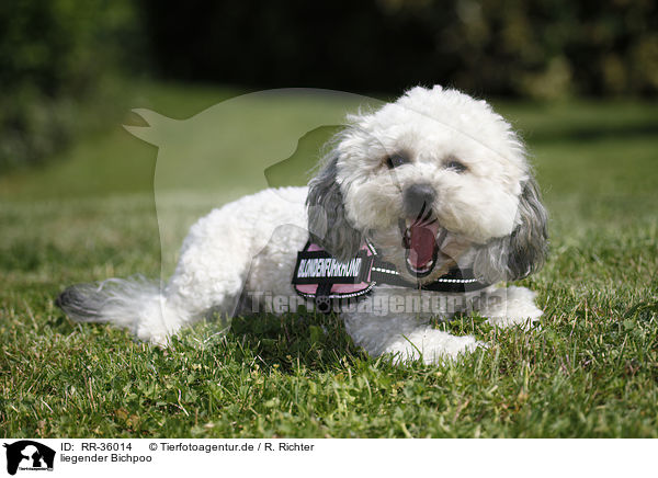 liegender Bichpoo / lying Bichpoo / RR-36014
