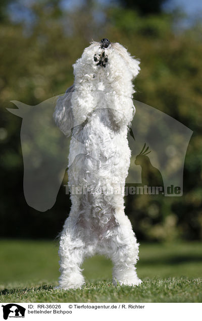 bettelnder Bichpoo / begging Bichpoo / RR-36026
