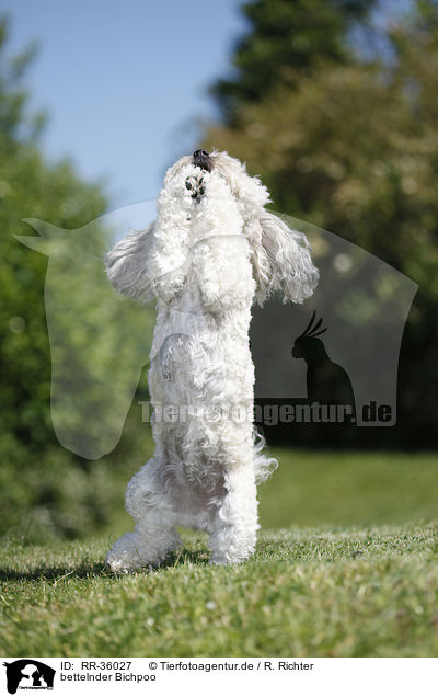 bettelnder Bichpoo / begging Bichpoo / RR-36027