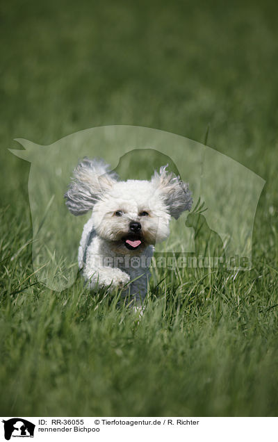 rennender Bichpoo / running Bichpoo / RR-36055