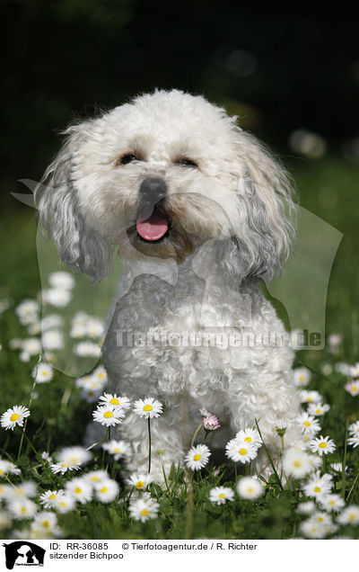 sitzender Bichpoo / sitting Bichpoo / RR-36085