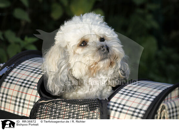 Bichpoo Portrait / Bichpoo Portrait / RR-36872