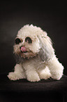 Bichon-Frise-Pudel-Mischling