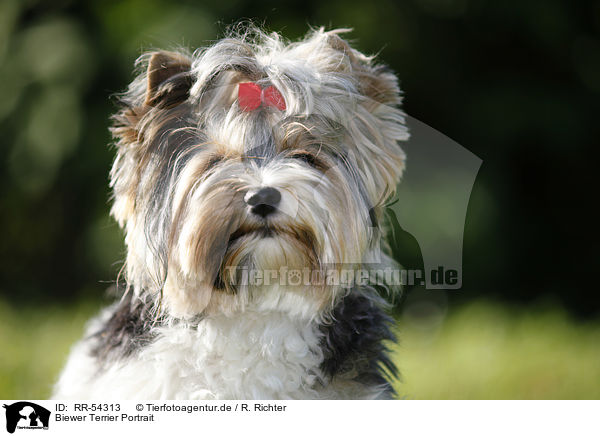 Biewer Terrier Portrait / RR-54313