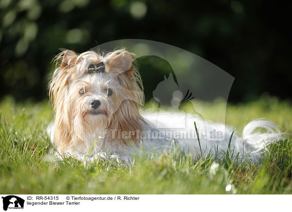 liegender Biewer Terrier / RR-54315