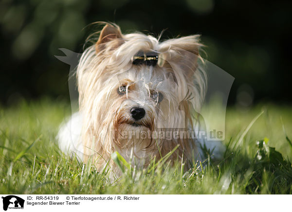 liegender Biewer Terrier / RR-54319