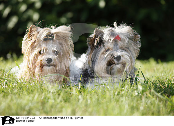 Biewer Terrier / RR-54322
