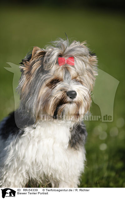 Biewer Terrier Portrait / Biewer Terrier Portrait / RR-54339