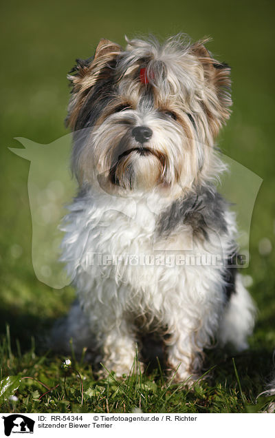 sitzender Biewer Terrier / sitting Biewer Terrier / RR-54344