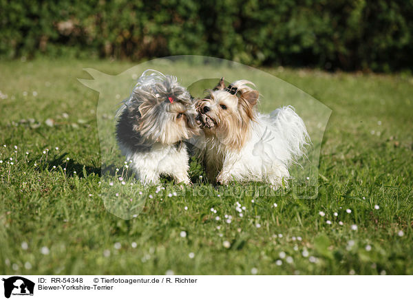 Biewer-Yorkshire-Terrier / Biewer Yorkshire Terrier / RR-54348