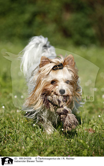trabender Biewer Terrier / trotting Biewer Terrier / RR-54358