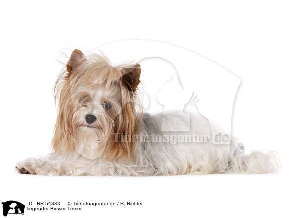 liegender Biewer Terrier / RR-54383
