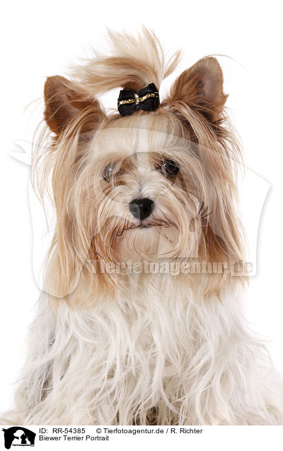 Biewer Terrier Portrait / Biewer Terrier Portrait / RR-54385