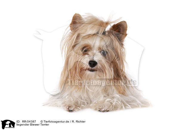 liegender Biewer Terrier / lying Biewer Terrier / RR-54387