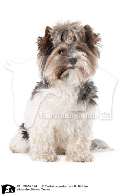 sitzender Biewer Terrier / RR-54394