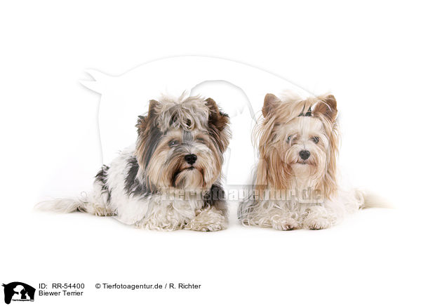 Biewer Terrier / Biewer Terrier / RR-54400