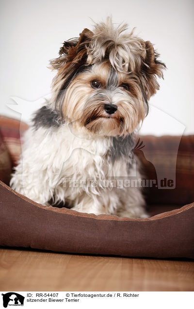 sitzender Biewer Terrier / sitting Biewer Terrier / RR-54407