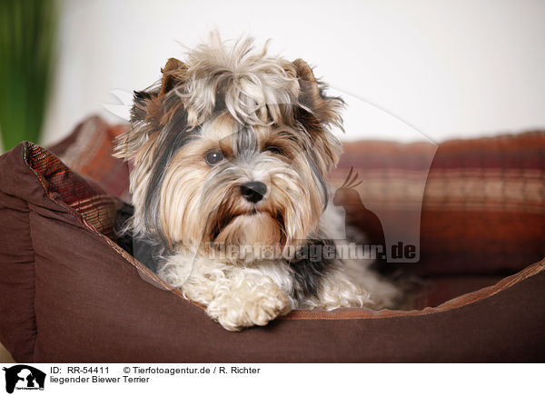 liegender Biewer Terrier / lying Biewer Terrier / RR-54411