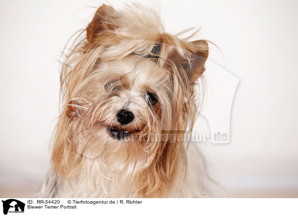Biewer Terrier Portrait / RR-54420