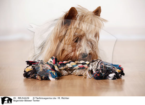 liegender Biewer Terrier / lying Biewer Terrier / RR-54429