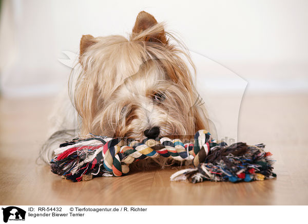 liegender Biewer Terrier / lying Biewer Terrier / RR-54432